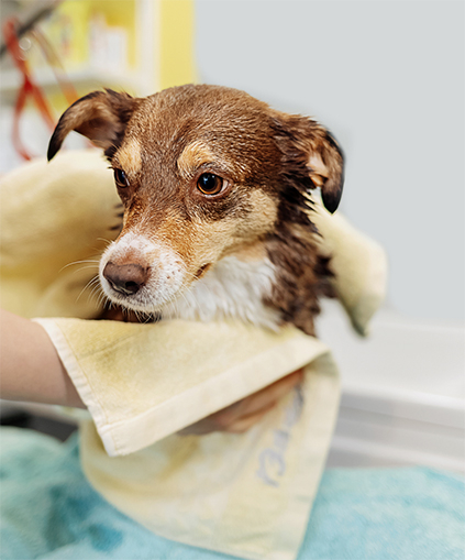 Pet-Towel